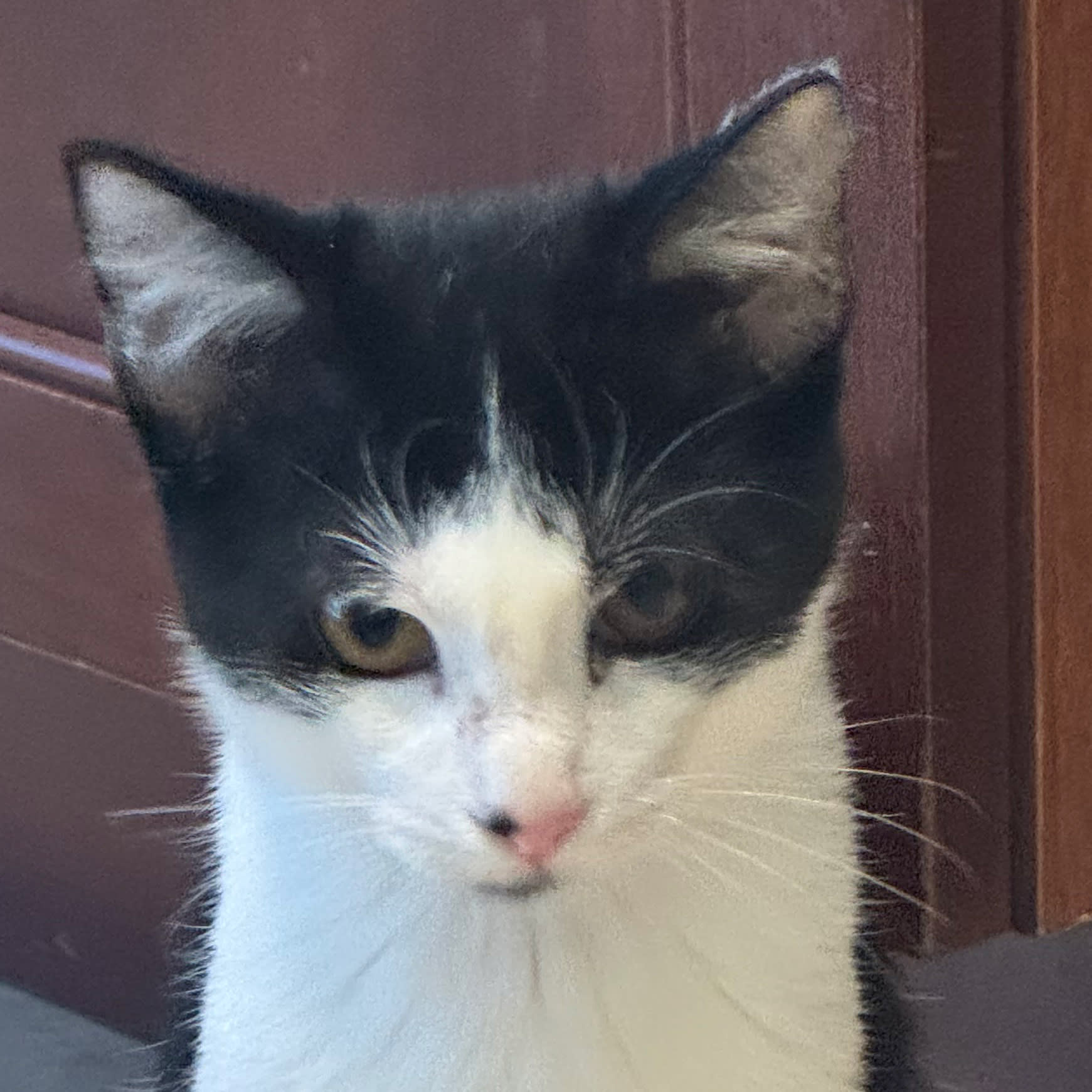 Adoptable Cat - Jackson