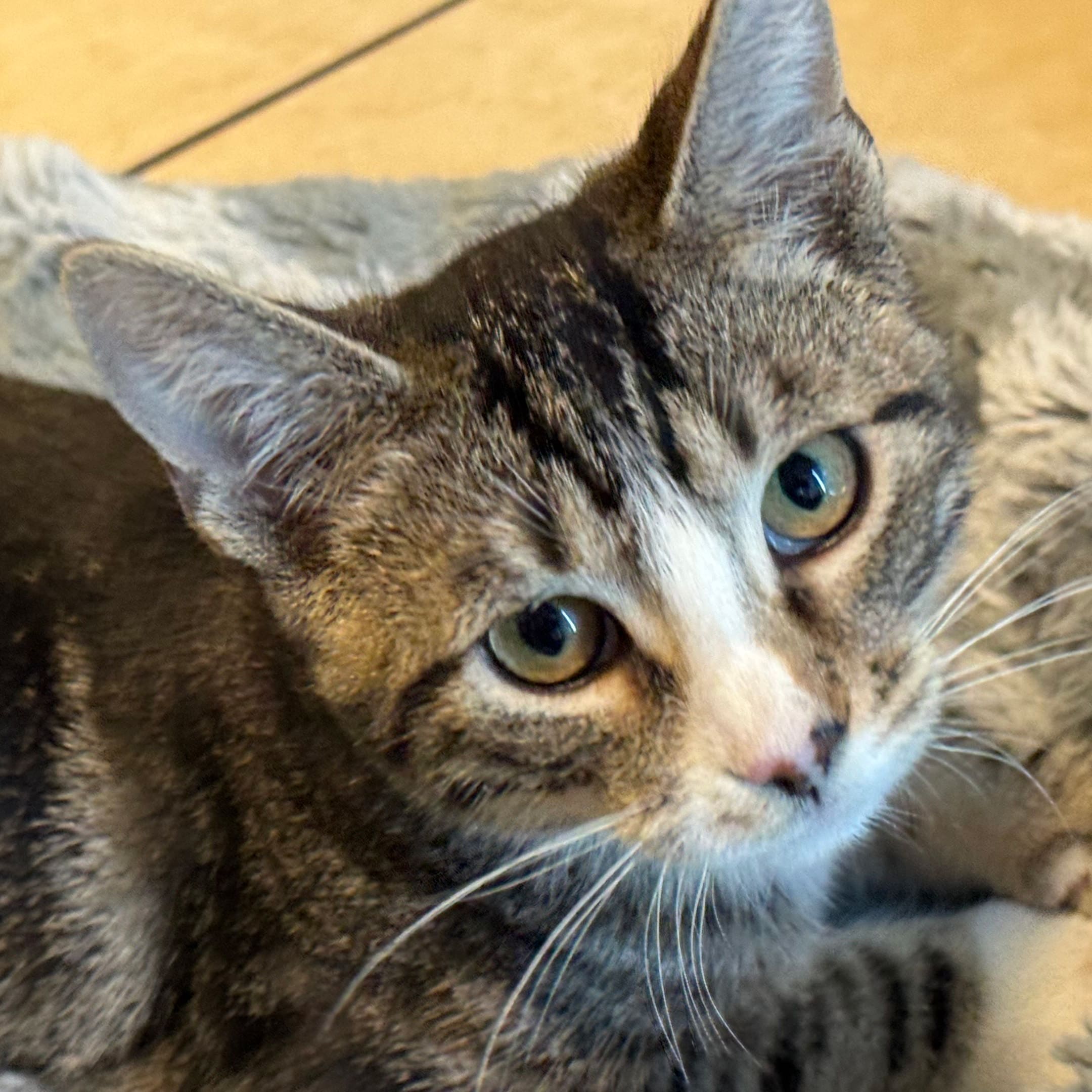 Adoptable Cat - Jack