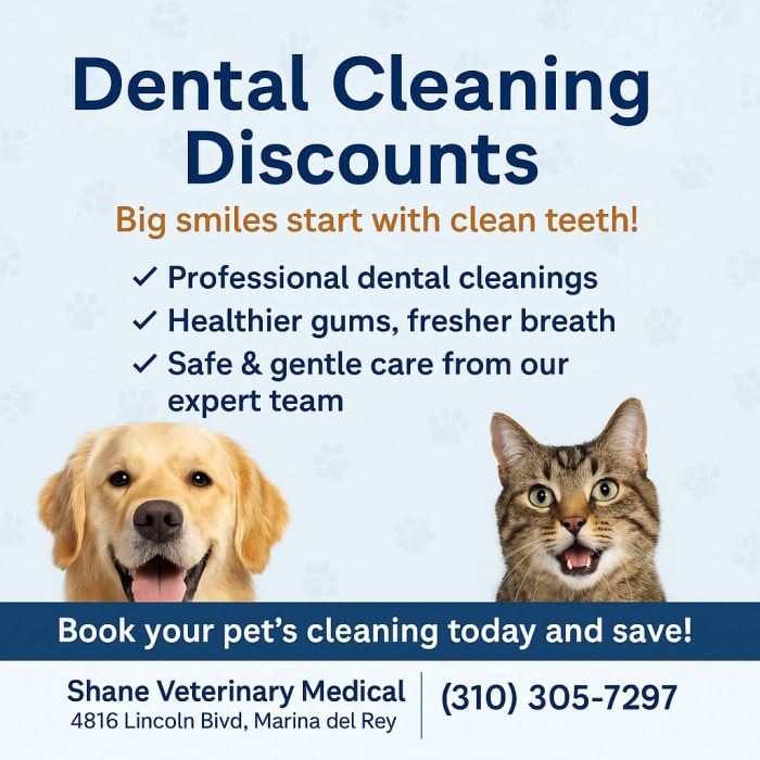 Dental Cleanings at Shane Veterinary Medical Center