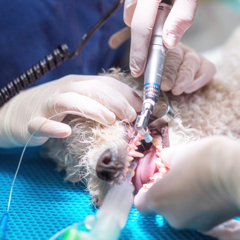 Veterinary Dentistry & Dental Surgery in Marina Del Rey