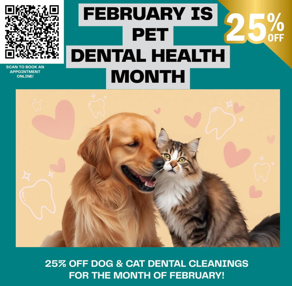 Pet Dental Health Month